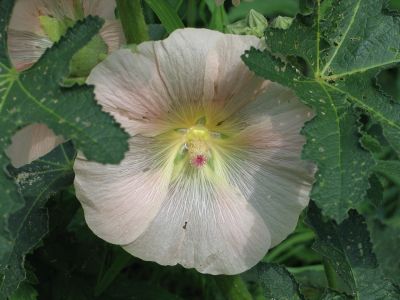 pink flowered mallow, zoomed